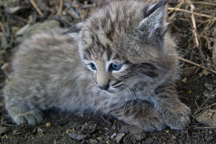 Bobcat, mačiatko, mladý, Lynx, voľne žijúcich živočíchov, Predator, Príroda