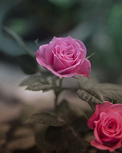 Stäng, Foto, två, Rosa, petaled, blommor, blomma