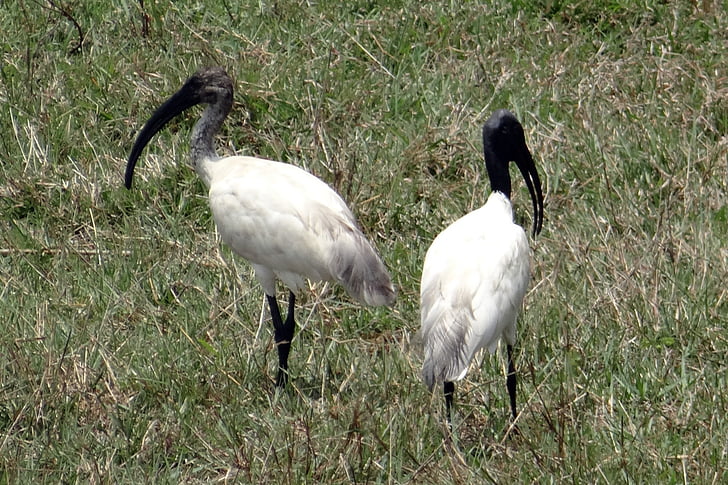 Black-headed ibis, orientalischer weißer ibis, Threskiornis melanocephalus, Wathose, Vogel, Ibis, Threskiornithidae