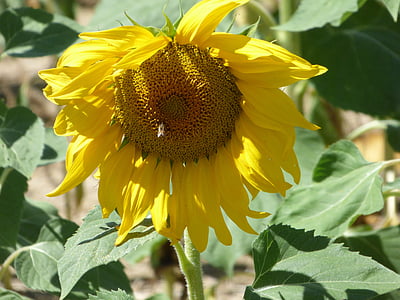 flower, sunflower, yellow, nature, sun, provence