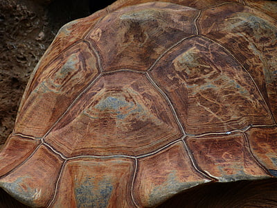 Schildkröte, Panzer, Schildpatt, Muster, Riesenschildkröte, Galápagos-Riesenschildkröte, Geochelone nigra