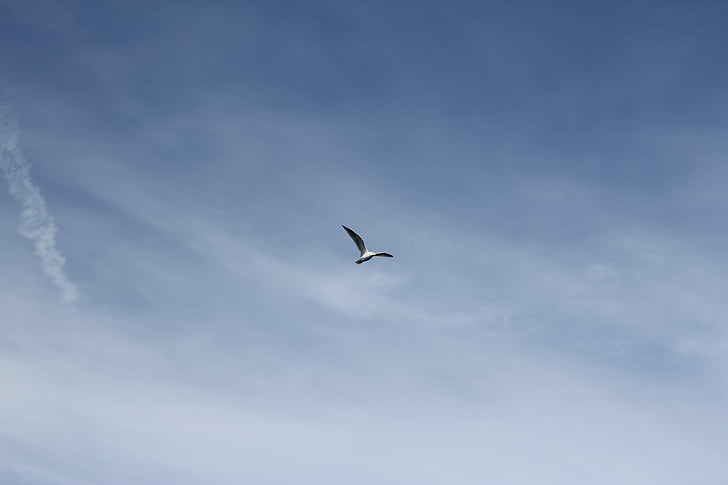 putih, abu-abu, Gull, penerbangan, Siang hari, burung, langit
