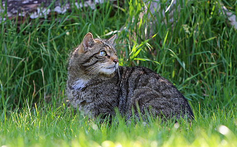 con mèo, Kitty, người Scotland mèo hoang, hoang dã, tabby, cỏ, màu xanh lá cây