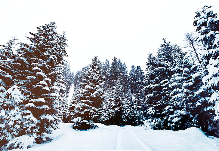 pine, trees, snowy, field, forest, woods, nature