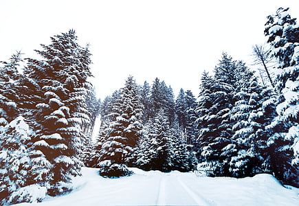 Pine, träd, snöig, fältet, skogen, Woods, naturen