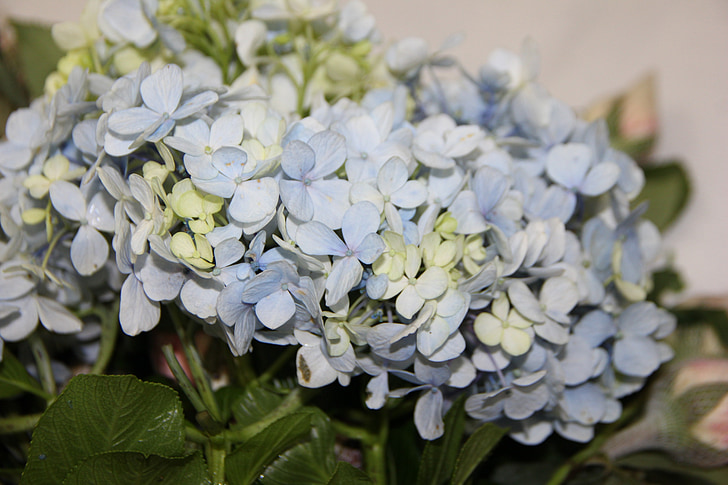 Blaue Hortensien, Blumen-arrangement, Hochzeitsdekoration, Blumenkunst