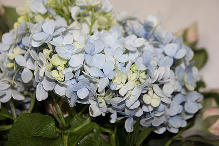blauwe hortensia 's, bloemstuk, bruiloft decoratie, bloemsierkunst
