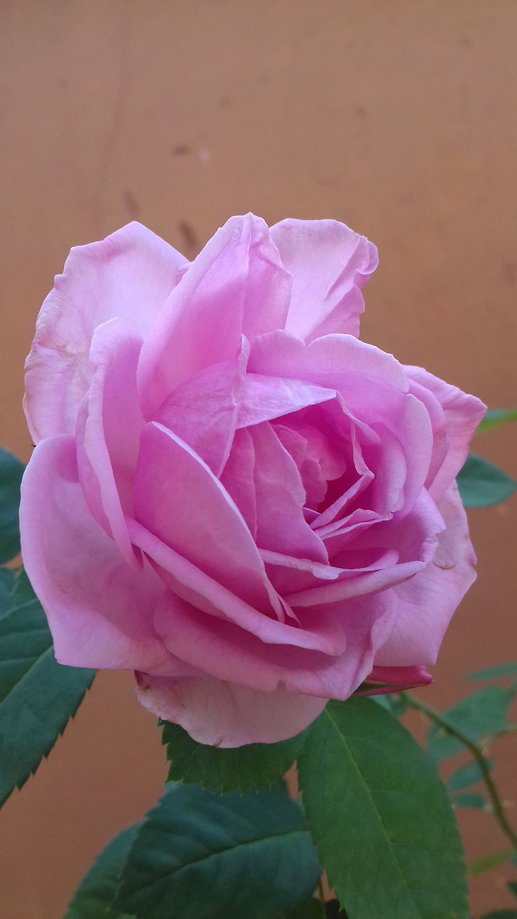 Rose, Rosa, fleur, nature, flore, belle