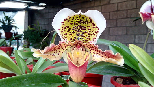 Orchidee, weiß, Ecuador