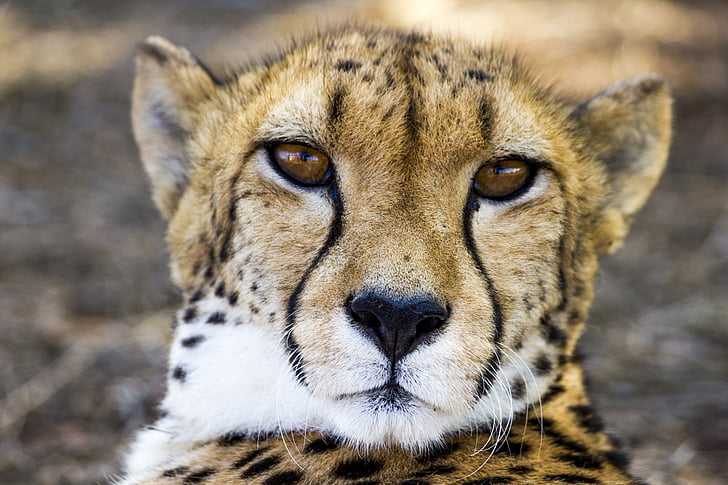 Châu Phi, động vật, con mèo lớn, cheetah, đóng cửa, Leopard, Thiên nhiên