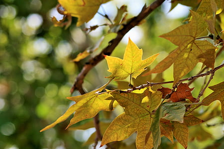 Есенни листа, клон, листа, зеленина, жълто, светъл, Есен