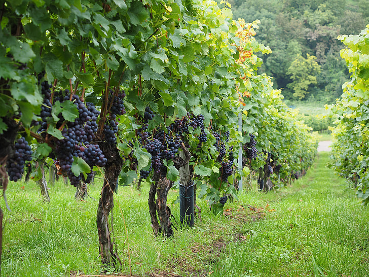 vineyard, wine berries, grapes, berries, blue, pods, vines