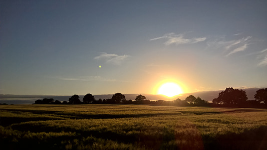 puesta de sol, campo de maíz, oro, paisaje, campo, naturaleza, iluminación