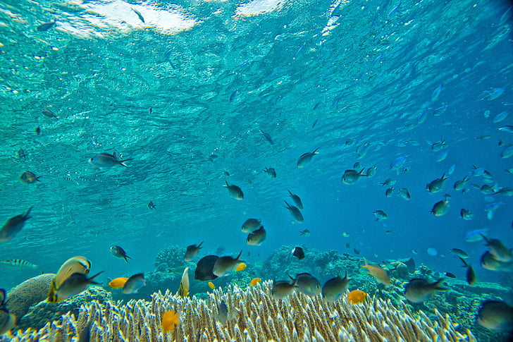 sota l'aigua, peixos petits, Coral, tropical, Illes amb widia, Halmahera, Indonèsia