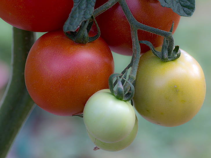 pomidorai, daržovės, tomatenrispe, šluotelės, santvaros