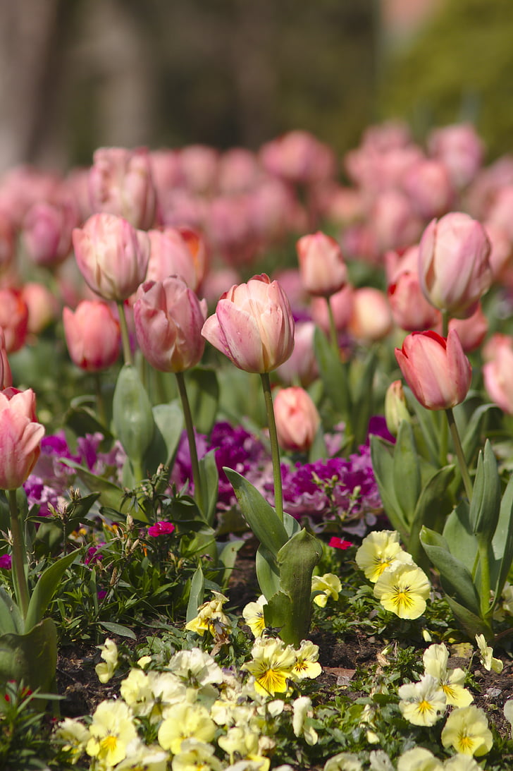 tulips, flowers, roses, garden