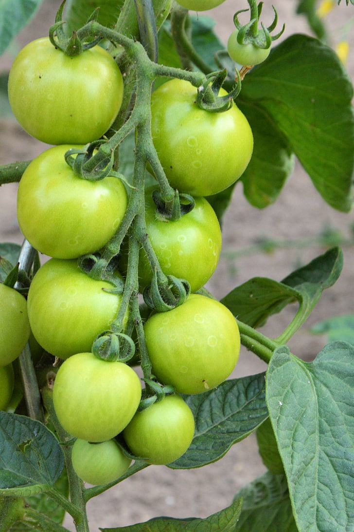 tomatoes, panicle, green, immature, garden, nachtschattengewächs, tomato shrub