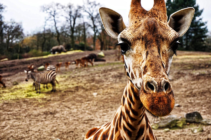 žirafa, Zebra, hroch, vedúci, zblízka, zviera, voľne žijúcich živočíchov