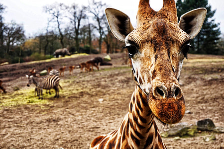 giraffe, zebra, hippo, head, close up, animal, wildlife