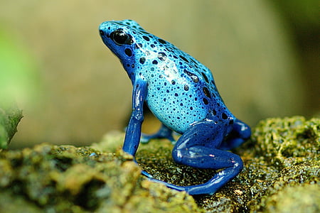 Frosch, exotische, in der Nähe, Terrarium, Natur, Blau, Zoo