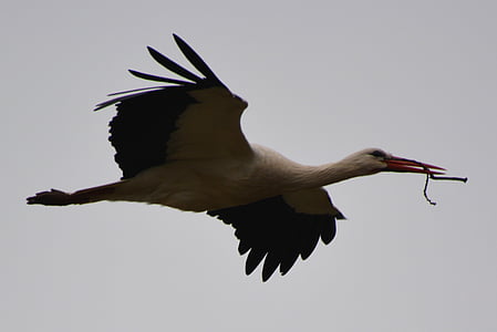 stork, animal, bird, fly, wildlife, nature, white Stork