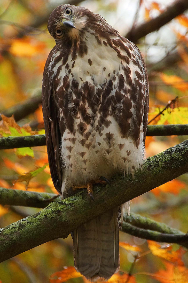 Hawk, rød hale hawk, natur, fugl