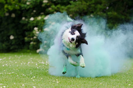 koruzni prah, Holi barve, pes, tekmovanje v teku pes, meje, britanske ovčarske, robnik škotski ovčarski pes