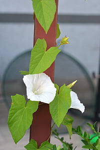 bindweed, yunki, blanc, flor, floració, enfiladissa, flor blanca