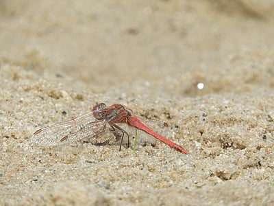 Dragonfly, křídlo, hmyz, písek, oranžová