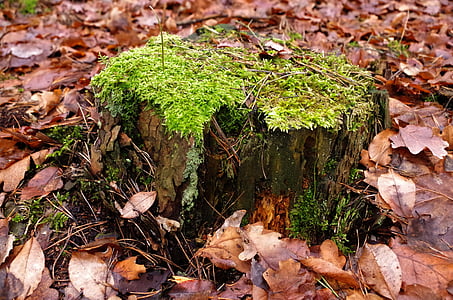 próchniejący stock, Moss, árbol