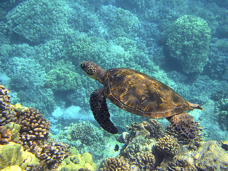 Meeresschildkröte, Hawaiian Sea turtle, grüne Meeresschildkröte, riesige Meeresschildkröte, Hawaii, Schildkröte, tropische
