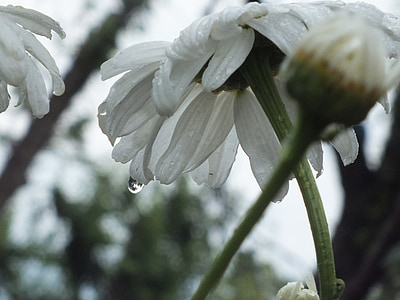 카모마일, 하얀, 꽃잎, 흰색 꽃, 자연