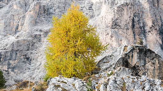 rock, larch, autumn, fall color, golden autumn, yellow, tree