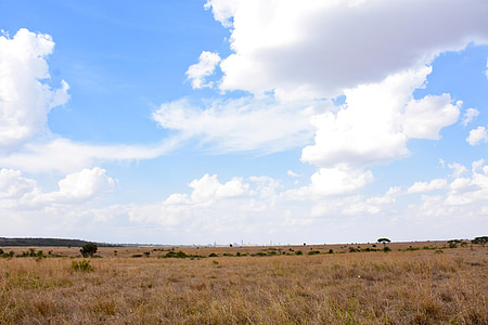 景观, 肯尼亚, 稀树草原, 自然, 非洲, 野生动物, 草