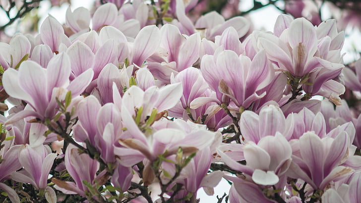 flowers, petals, bloom, garden, farm, nature, plant