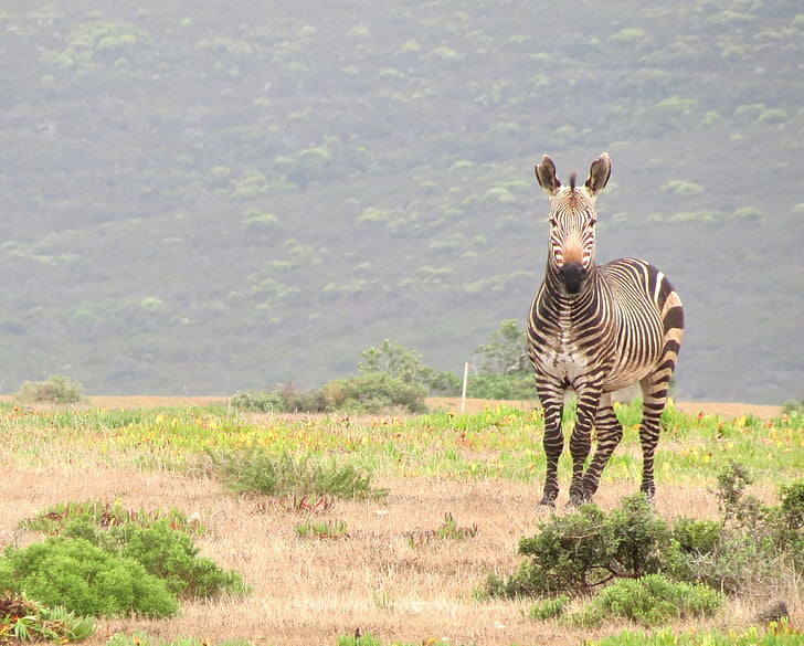 Zebra, savec, jih, Afrika, volně žijící zvířata, Příroda, parku