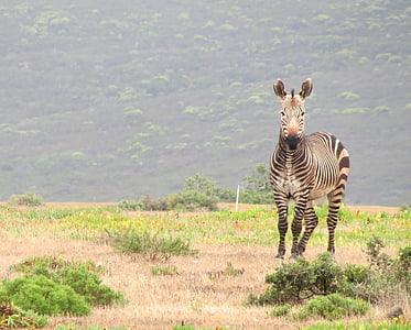Zebra, däggdjur, södra, Afrika, vilda djur, naturen, Park