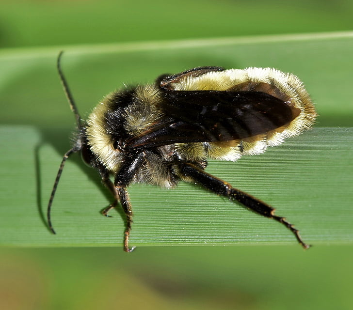 abeja, abejorro, insectos, insectoides, polinizar, polinización, polen