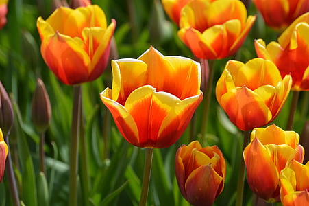 groc, vermell, tulipes, nord-oest, Washington, flor, porpra