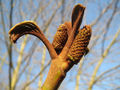 pterocarya fraxinifolia, Kaukasia wingnut, Kaukasia walnut, sedang berkembang, tunas, makro, tanaman