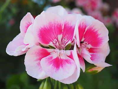pelargonija, rožinė, balta, augalų, gėlės, spalvinga, kilnus pelargonijoms