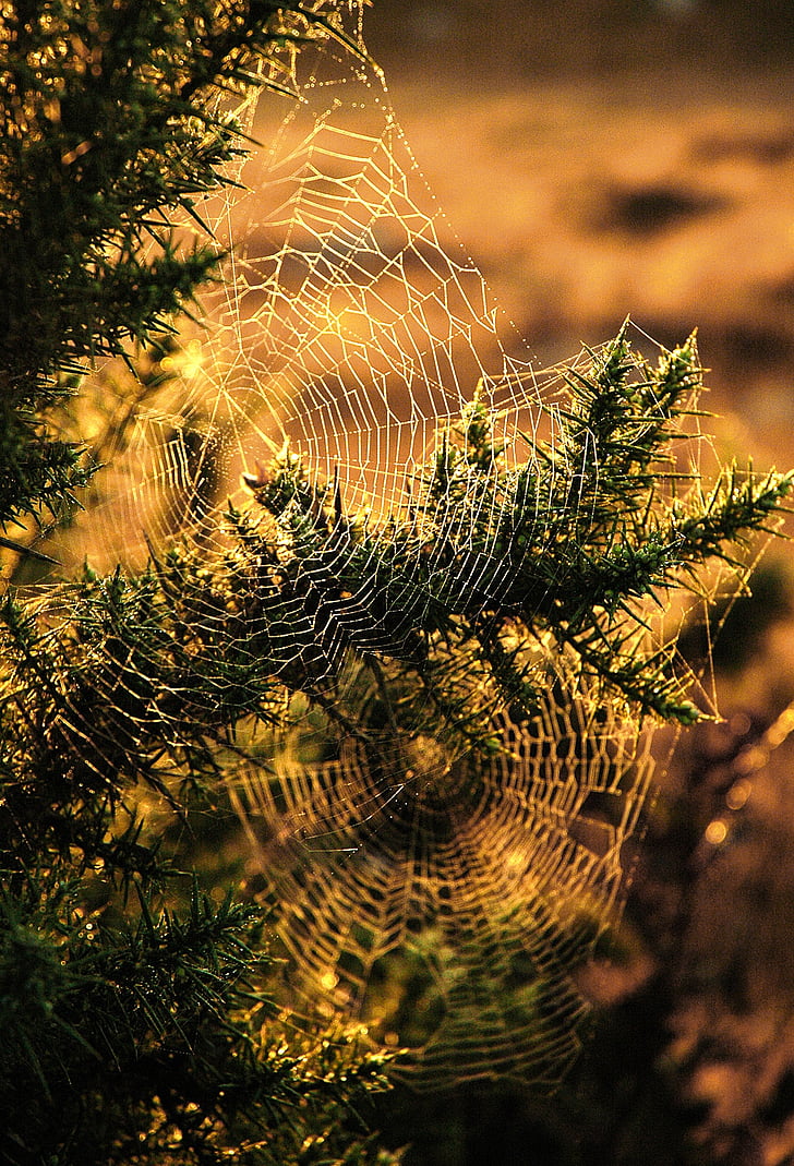 Spider, Web, puu, hyönteinen, Trump, metsästys, auringonlaskun valo