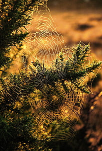 spindel, webben, träd, insekt, Trump, jakt, solnedgången ljus
