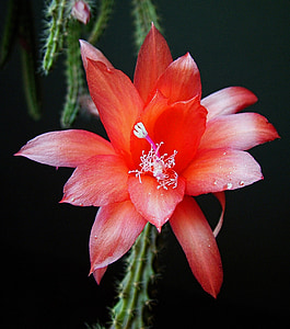 flor, cactus, Rosa, cactus, natura, vermell, floració