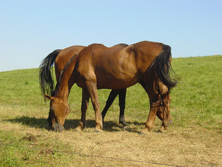 cavalli, mammifero, azienda agricola, equino, animali da fattoria, animali domestici, coppia