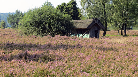 Brezo de Lüneburg, Heide, flores de brezo, planta, paisaje, naturaleza, flores