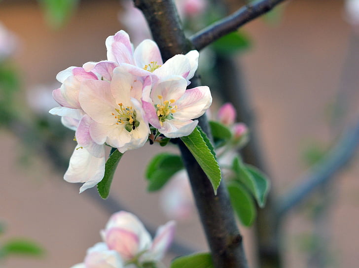 pavasarį, obelis, žydėti, gėlės, žydinčių medžių, sodas, medis
