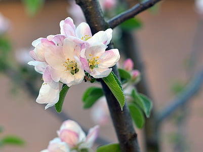 春天, 树上苹果, 绽放, 花, 开花的树, 花园, 树