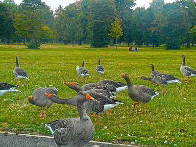 鸟, 动物, 鹅, 肯辛顿花园, 海德公园, 伦敦