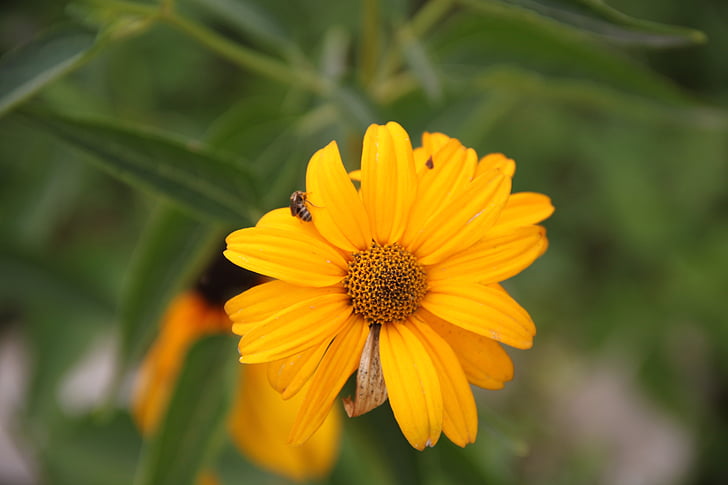 flower, summer, sun, plant, yellow, bloom